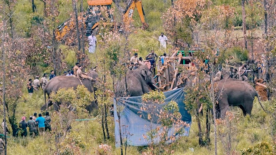 The rogue elephant ‘Arikomban’ at Chinnakanal in Idukki district, being drugged and loaded into a lorry with the help of trained elephants for its release into the Periyar forest, Idukki. Credit: PTI Photo