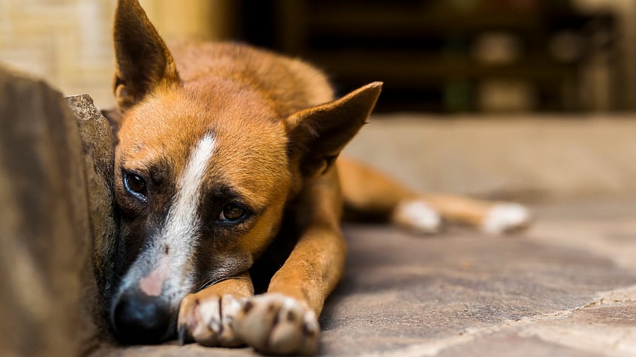 Representative image. Credit: iStock Photo