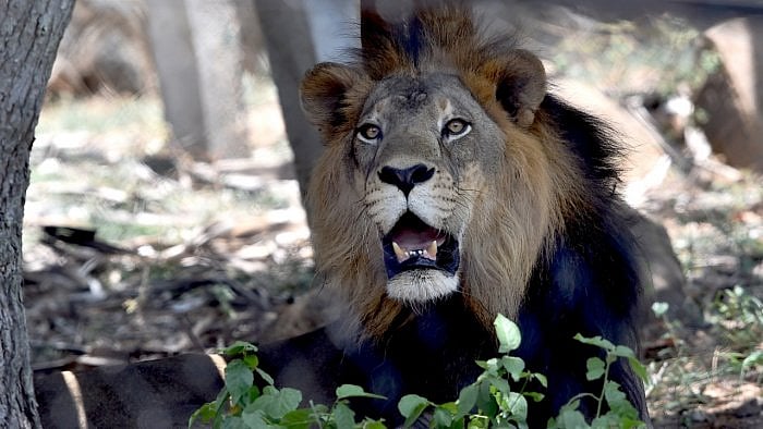 Representative Image. Credit: PTI File Photo