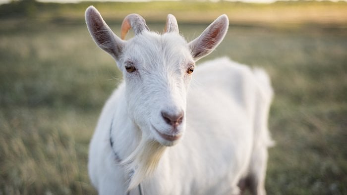 Representative image. Credit: iStock Photo