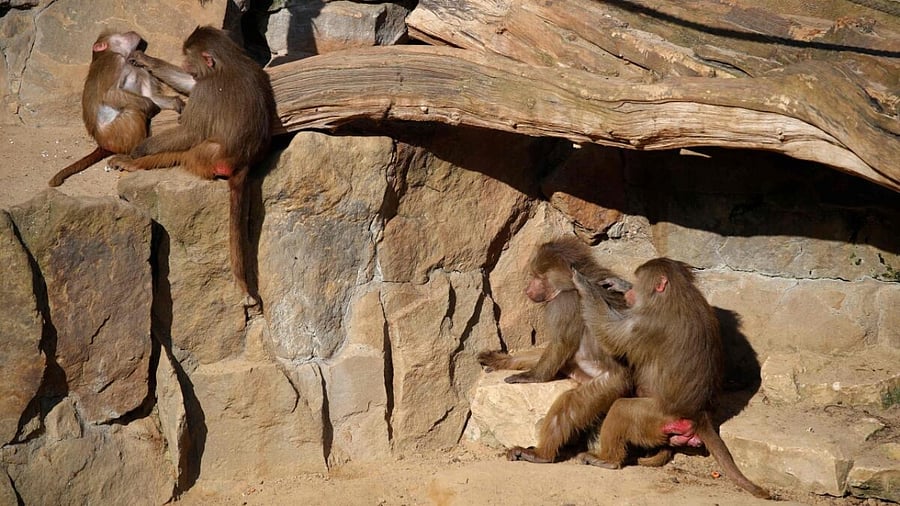 Representative image. Credit: AFP Photo