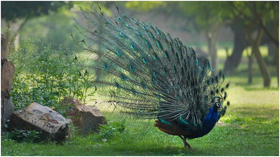 Representative Image. Credit: PTI Photo