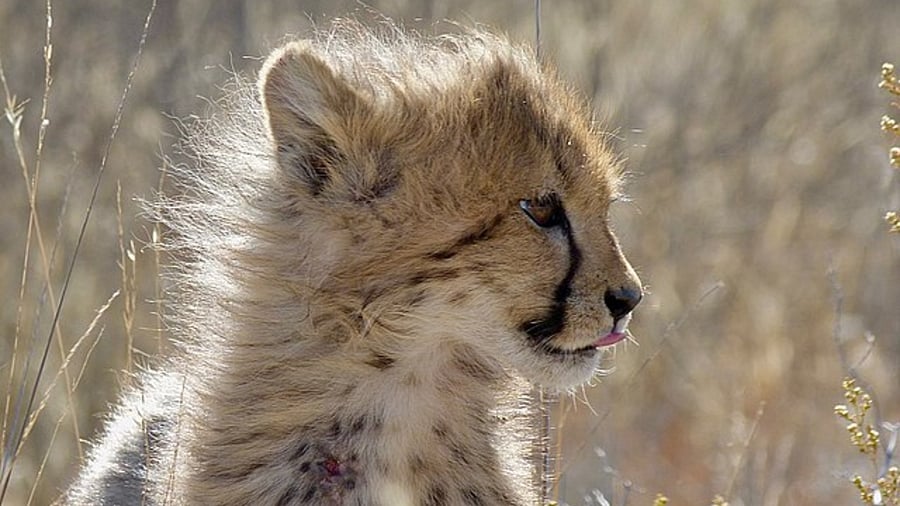 Representative Image. Credit: Wikimedia Commons