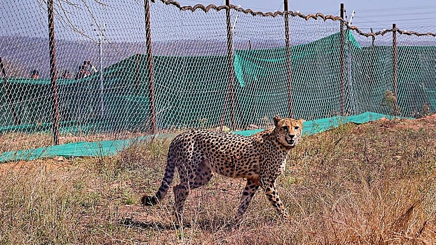 A cheetah brought from South Africa in an enclosure at Palpur, Kuno National Park. Credit: PTI Photo