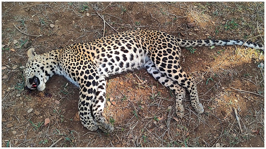 <div class="paragraphs"><p>Carcass of a leopard  beaten to death by villagers. Representative image</p></div>