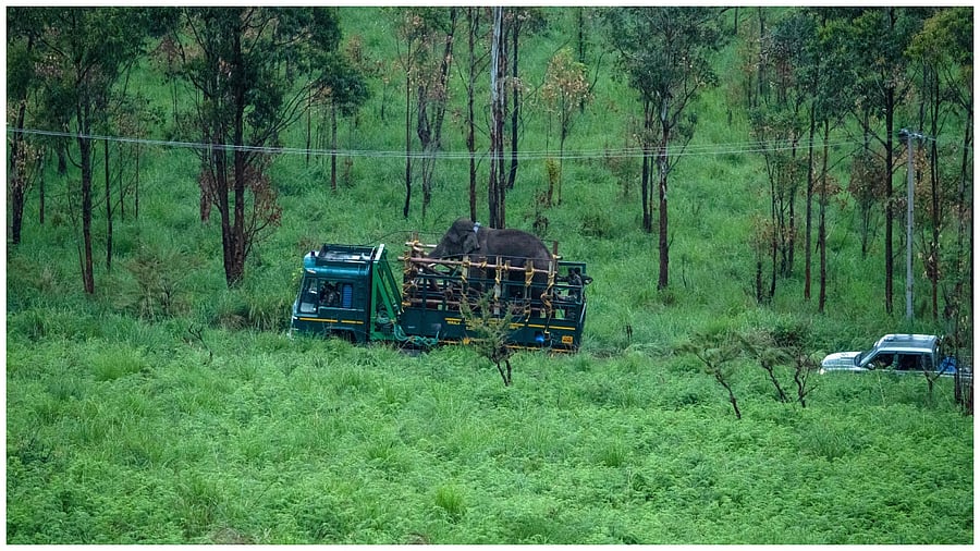This picture taken on April 29, 2023, shows forest officials transporting 'Arikomban' the wild elephant, at Idukki district in India's Kerala state. Credit: AFP Photo