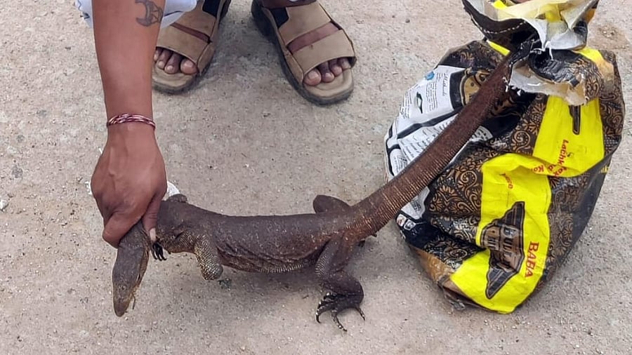 The seized monitor lizards varied in size and weight. The first lizard measured approximately 40 inches in length and weighed 2 kg, while the second reptile measured 30 inches and weighed 1.2 kg. The third one measured 32 inches and weighed 1 kg. Credit: Special Arrangement