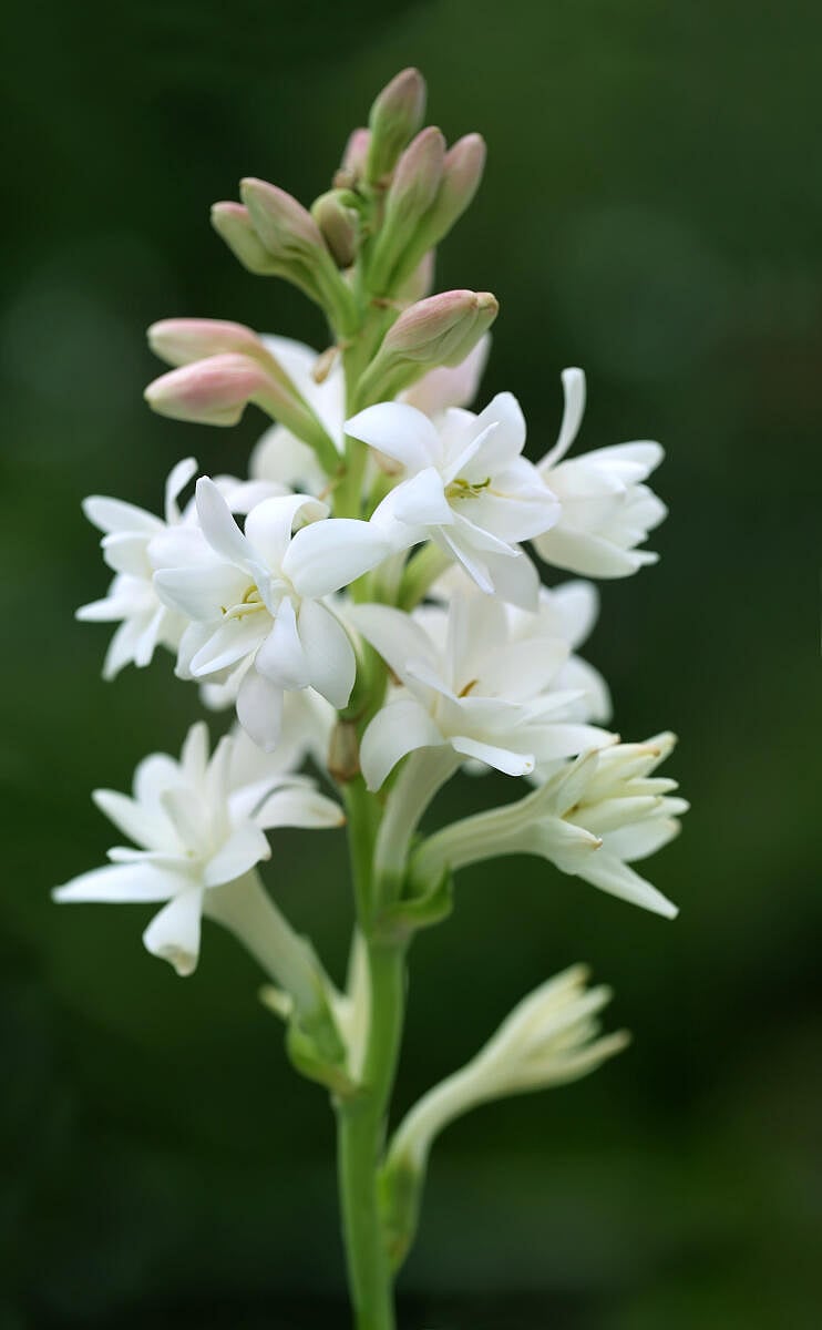 Tuberose or Rajnigandha
