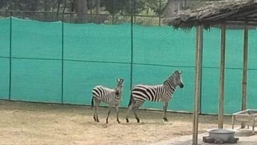The two zebras were named as Joy and Joya. Credit: Special arrangement