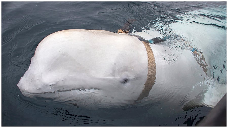 This file handout photo taken on April 26, 2019 released by Norwegian Directorate of Fisheries (Sea Surveillance Service) shows a white whale wearing a harness, which was discovered by fishermen off the coast of northern Norway. Credit: AFP Photo