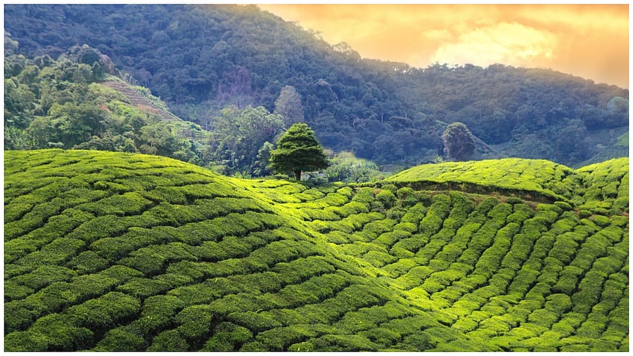 Representative Image. Credit; Getty Images