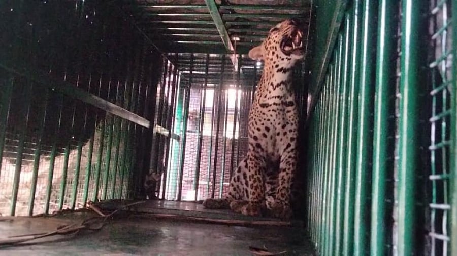 The leopardess which was trapped in a cage placed by the leopard task force at Doddapura in T Narsipur taluk, Mysuru district. Credit: Special Arrangement