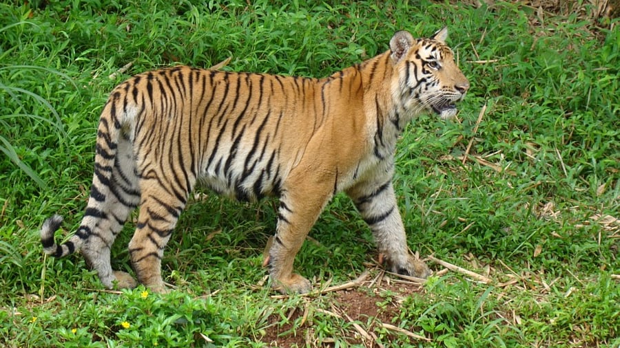 Tigress Nethravathi died at Pilikula Biological Park on the outskirts of Mangaluru on Wednesday. Credit: Special Arrangement
