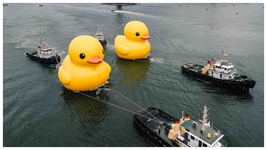 Giant rubber ducks in Hong Kong. Credit: Twitter/@Nowart_la