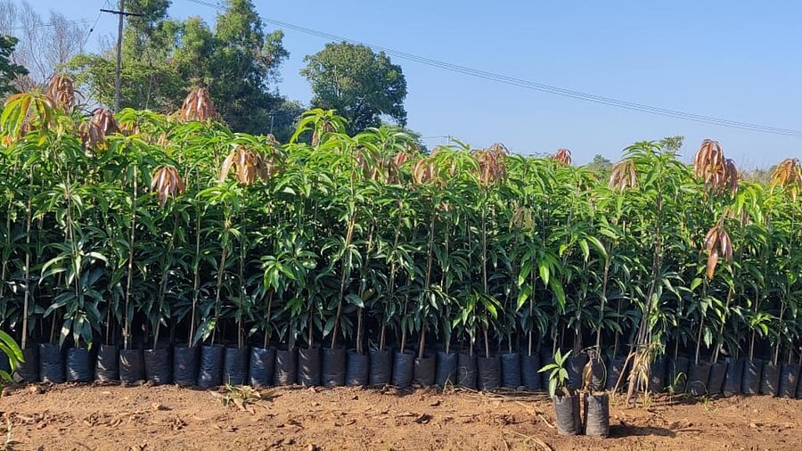 Ready to ship saplings. Photo by Shreedhar Kakkeri.