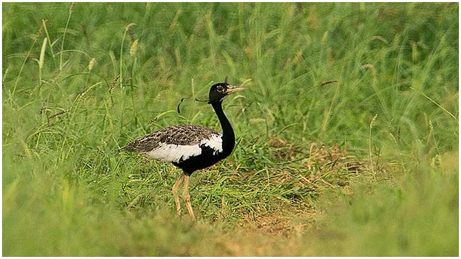 Male Lesser Florican. Credit: Wikimedia Commons