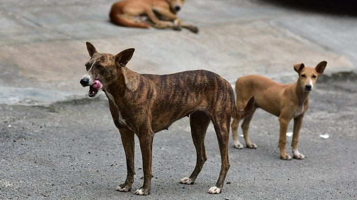 In a similar incident on April 18, a retired doctor was killed by stray dogs while taking a walk on the Aligarh Muslim University campus. Credit: DH File Photo