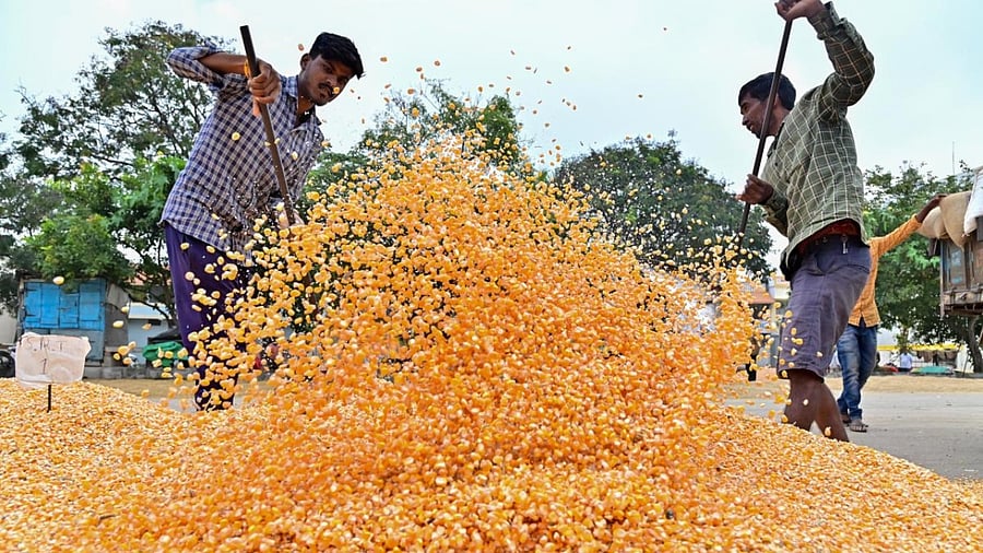 Maize crop. Credit: DH File Photo