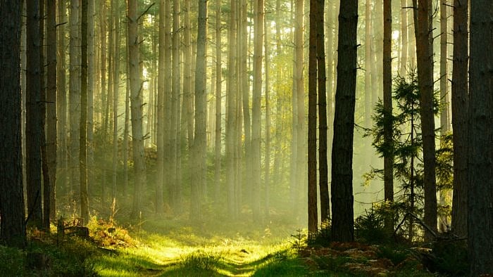 Representative image. Credit: iStock Photo