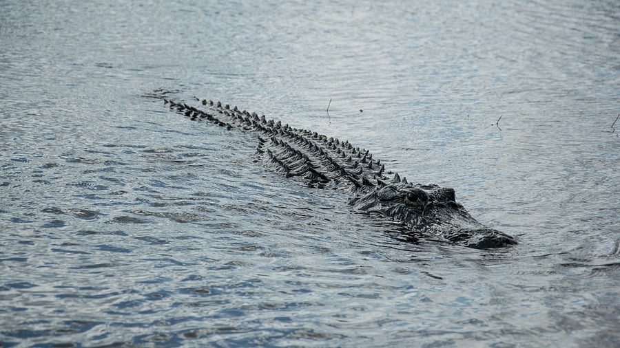 Representative image. Credit: iStock Photo