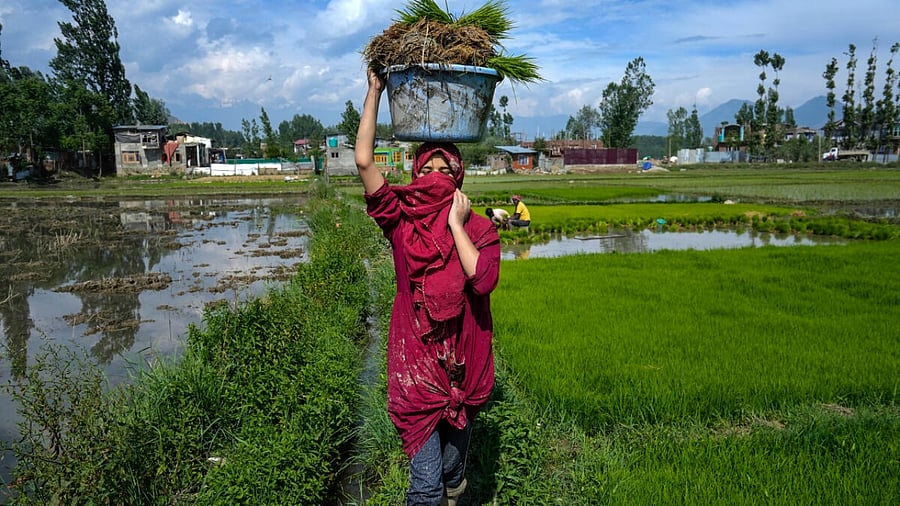 A young woman carries rice saplings in a paddy field, at Awantipora in Pulwama district, Sunday, June 11, 2023. Credit: PTI/Representational Photo