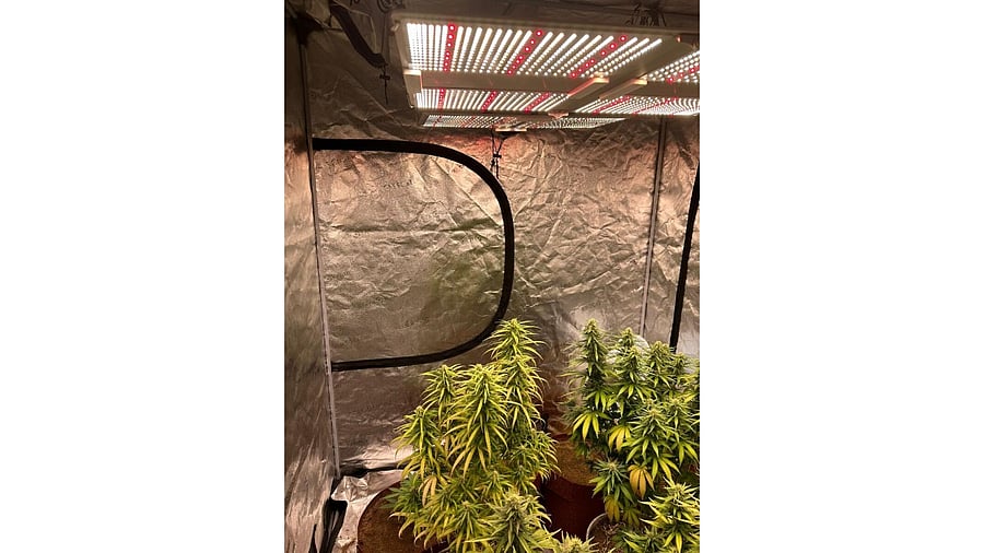 According to the SP, Vighnaraj was growing ganja in a room of his house by creating artificial sunlight using special bulbs. He had collected details on ganja cultivation via the internet and had bought seeds online. Credit: Special Arrangement