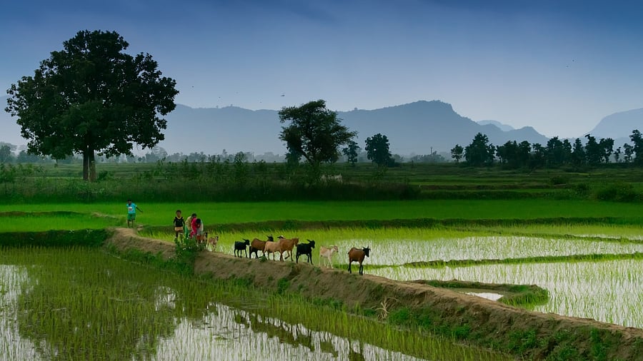 Representative image. Credit: iStock Photo