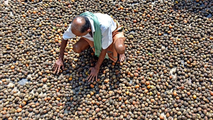 Arecanut. Credit: DH Photo