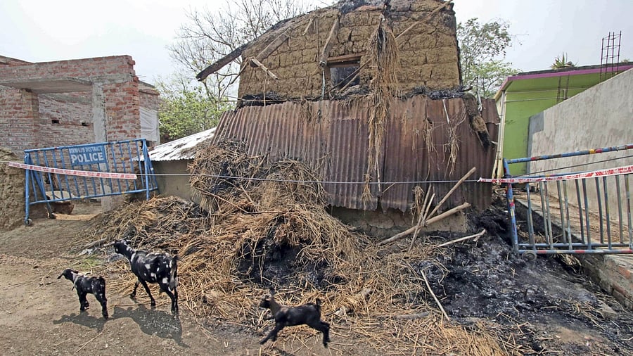 Goats walk in front of a damaged house at Bogtui village, in Birbhum district. Credit: PTI Photo