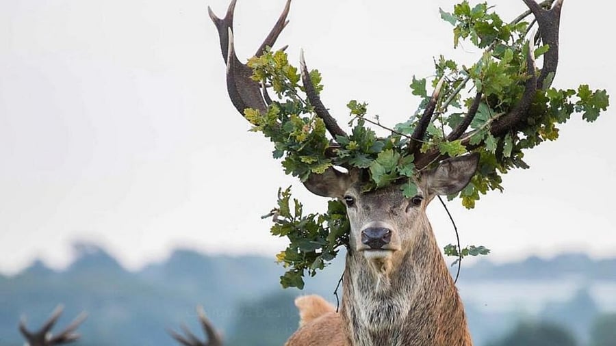 Kashmiri royal stag, vernacularly known as the Hangul. Credit: DH Photo