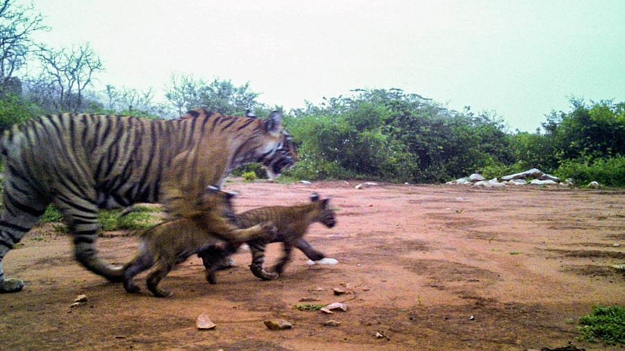 Credit: Twitter/@ashokgehlot51