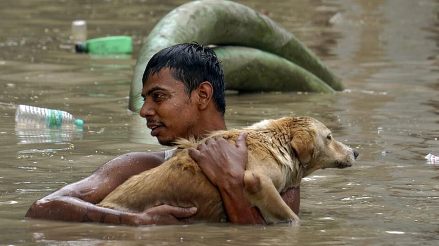  A local rescues a dog as he walks through a flooded area, in New Delhi, Thursday, July 13, 2023. Credit: PTI Photo