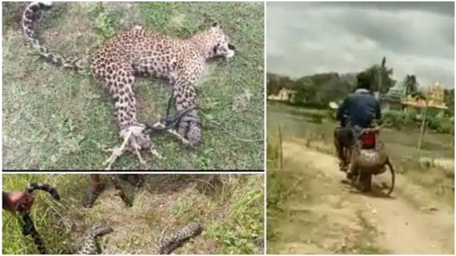 With the support of sticks, he tied the leopard to his motorbike and went to his village. Credit: Special Arrangement