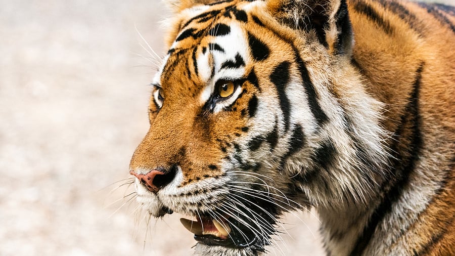 Representative image. Credit: iStock Photo