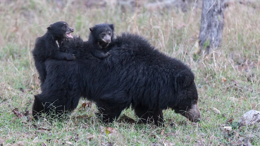 Representative image. Credit: iStock Photo