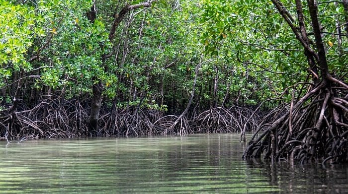 <div class="paragraphs"><p>Representative image of Mangrove trees.</p></div>
