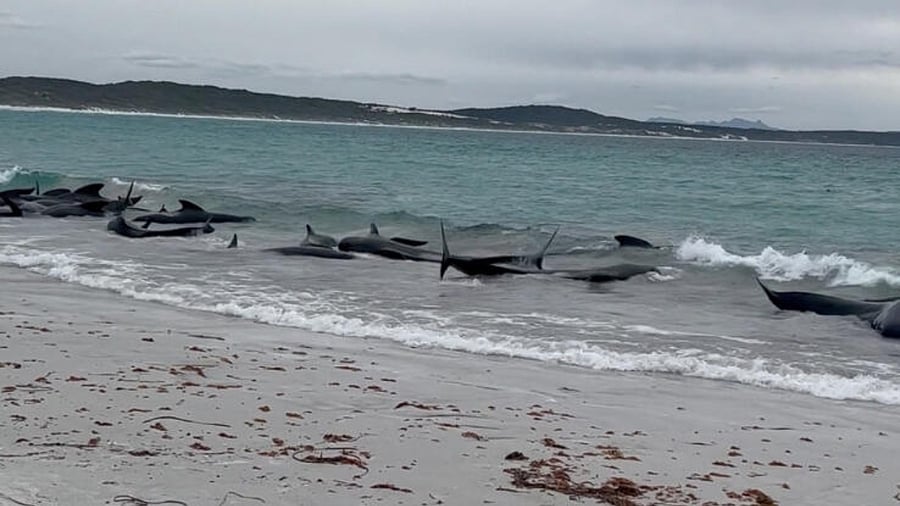 <div class="paragraphs"><p>India sees a 10-fold increase in whale stranding along the southwest coast</p><p>Photo for representational purpose.</p></div>