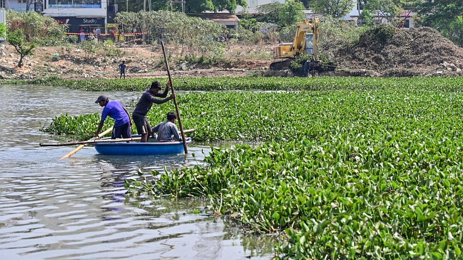 Since 2011, the civic body was signing MoUs with corporate entities, NGOs and lake groups, but the process was put on hold after a Karnataka High Court order which opined that the BBMP was trying to shift the burden of maintenance of lakes on the corporate entities. Credit: Special Arrangement