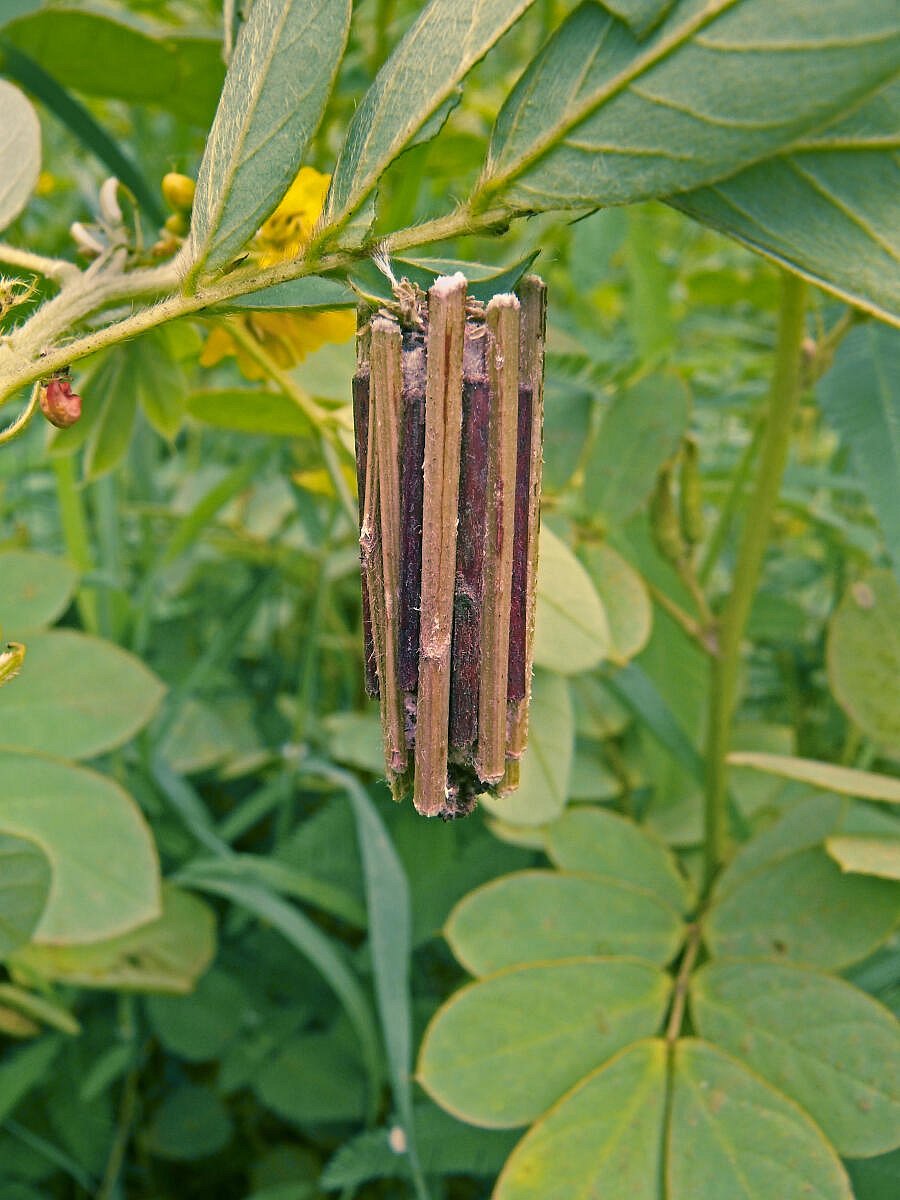 The bagworm moth's pupa