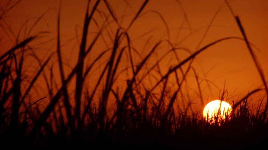 The sun rises at a sugar cane farm in the southern Iranian city of Ahvaz. Credit: Reuters Photo