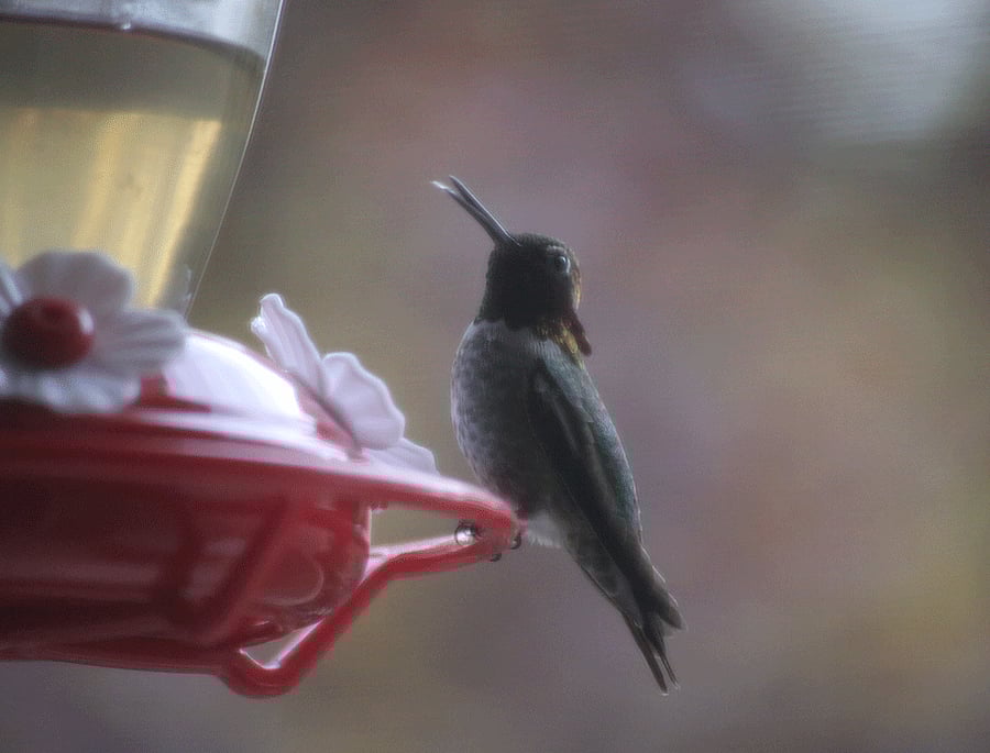 California birds. Picture by Narayan Subramanian, sent to us from Cupertino, USA