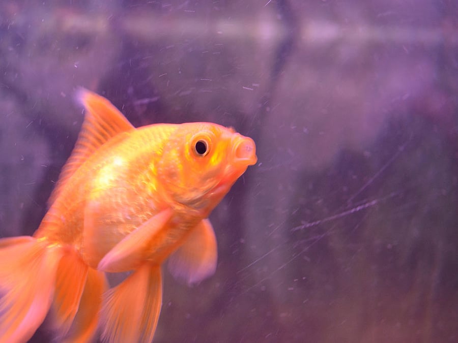 Gold fish