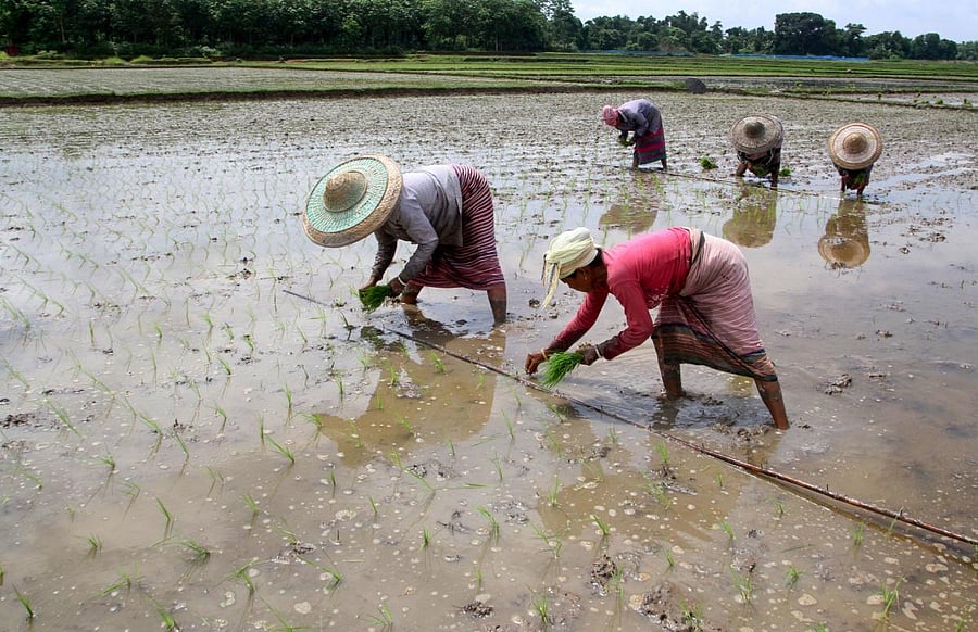 Farmers plant paddy saplings in a field, in West Tripura district. (PTI Photo)