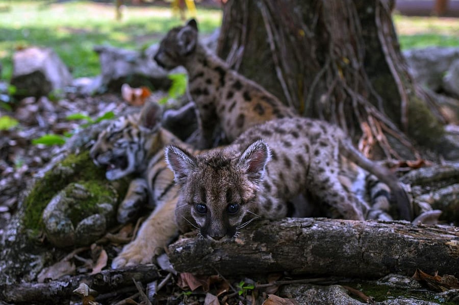 wo American puma cubs, (also called mountain lion, cougar), named "Pandemic" and "Quarantine", and a Bengal tiger named COVID, after being born during the current COVID-19 coronavirus pandemic, are seen inside the "Africa Bio-Zoo" rescue and rehabilitation centre in Cordoba, State of Veracruz, Mexico. (AFP Photo)