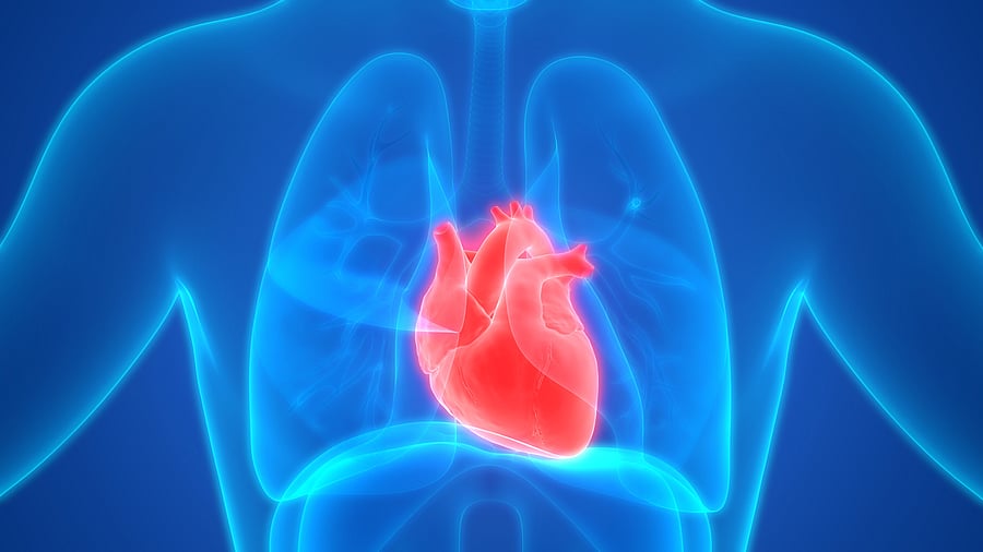 Obesity leads to fat accumulation in vital organs like the heart, and leads to insulin resistance and high blood pressure. This means obesity often coincides with other health conditions, including diabetes, a weaker heart, and less well-functioning liver and kidneys. Credit: iStock Photo