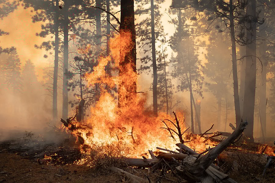 Trees are ablaze from the Brattain Fire in the Fremont National Forest near Paisley, Oregon. Credit: Reuters