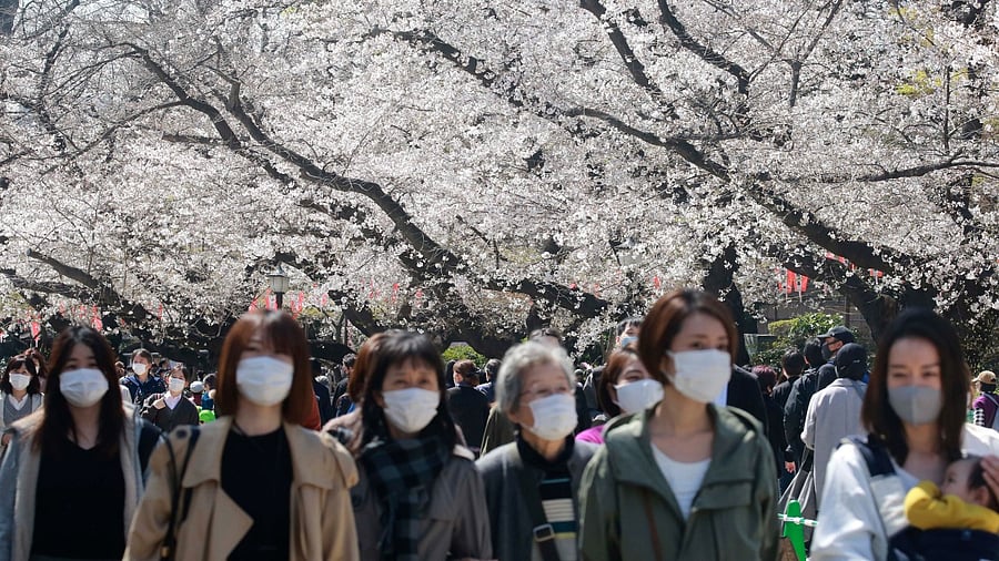 In Pics | Japan's cherry blossoms see early bloom