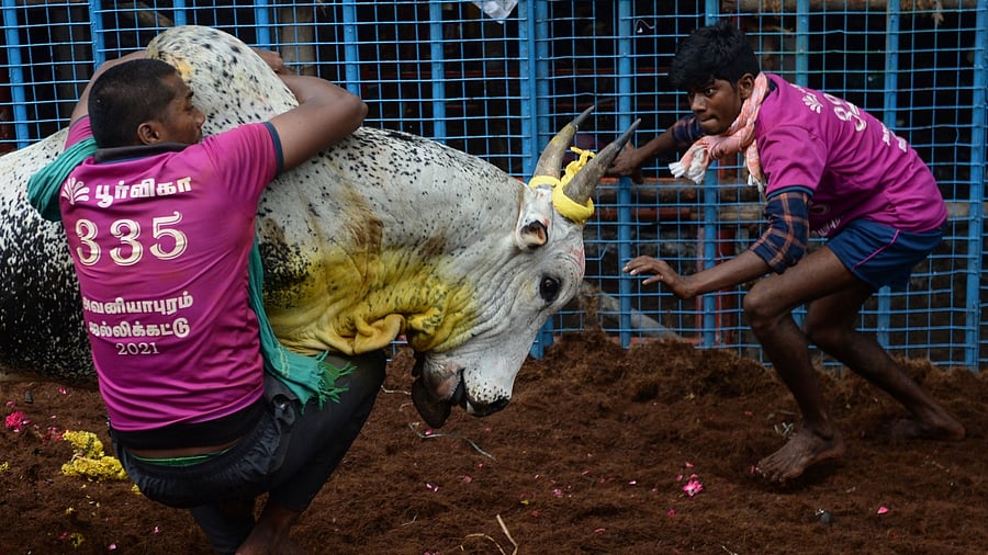 <div class="paragraphs"><p>Jallikattu. Image for representation. </p></div>