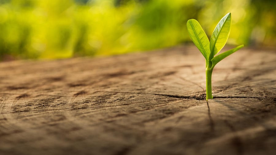 World Environment Day | With these 5 simple practices, you can help the earth stay green