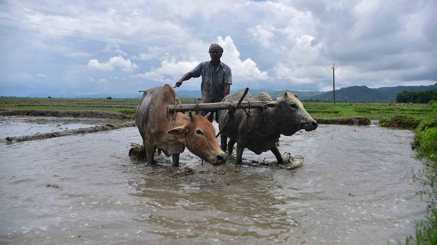 A farmer ploughs a field for paddy plantation in Nagaon District of Assam on July 1,2022. Credit: IANS